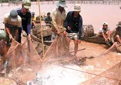 Nông nghiệp: Thách thức quá lớn