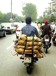 Từ chó cảnh đến chó thịt ảnh 2