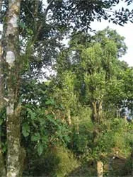 Xây dựng vùng nguyên liệu chè thành điểm du lịch