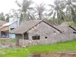 Nỗi đau từ vùng đất mía ảnh 2