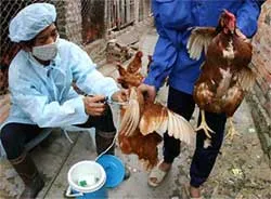 Đã khống chế thành công dịch cúm gia cầm trên toàn quốc