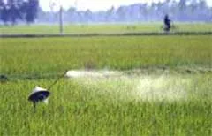 Hỗ trợ 800.000 đồng/ha