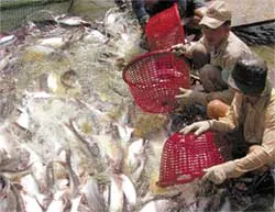 Doanh nghiệp chỉ ký hợp đồng “chơi” với nông dân?