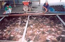 Cá bè quá lứa đang chết dần