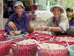 Đấu giá... nấm rơm! ảnh 2