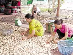 Đấu giá... nấm rơm!