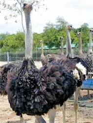 Khánh Hòa: Đà điểu phục vụ du lịch