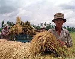 Lúa thất thoát sau thu hoạch: 3.600 tỷ đồng/năm