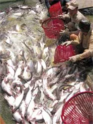 Người nuôi cá tra, ba sa bị dồn vào chân tường