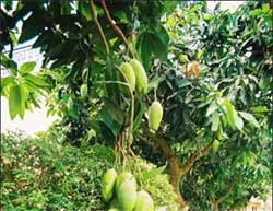 Sự kết hợp lá xoài và công nghệ chiết xuất hiện đại