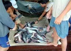 Không nên bán tháo cá tra, basa