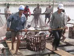 Giá cá tra, ba sa đang tăng nhẹ
