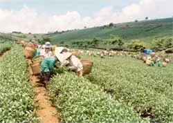 Giá trị xuất khẩu chè sẽ đạt 110 triệu USD