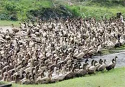 5 biện pháp cấp bách phòng chống dịch cúm gia cầm