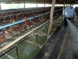 Cúm gia cầm bùng phát tại Thái Lan