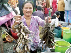 Mùa săn “gà đồng”