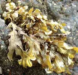 Dễ sử dụng, hiệu quả nhanh