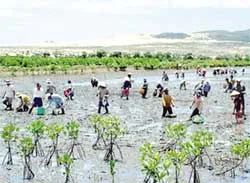 Bình Định trồng gần 48 ha rừng ngập mặn