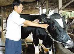 Tiêu hủy ngay gia súc nếu có triệu chứng điển hình