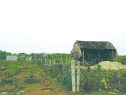 Trở lại Phú Phong ảnh 2