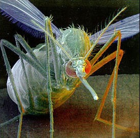 Aedes mosquitoes act as a vector for transmission of the RVF virus