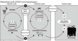 Theoretical cycle of RVF virus transmission