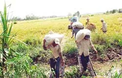 Vẫn loay hoay trước cửa WTO ảnh 2