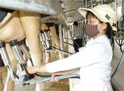 Đàn bò sữa bắt đầu giảm