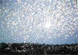 Yêu cầu làm sáng tỏ vụ việc