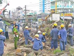 Đốn Cây Da si ở đường Bà Hom quận 6