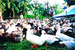 Tiêu hủy ngay gia cầm lưu thông trái phép