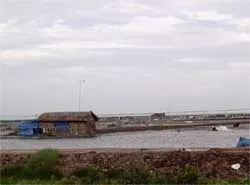 Giành đất với... sếu đầu đỏ ảnh 2