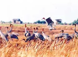 Giành đất với... sếu đầu đỏ