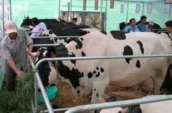 Bài 1: Bò… khóc! ảnh 2