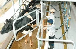 Bài 1: Bò… khóc!