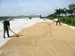 ĐBSCL: Giá lúa hè thu đạt mức kỷ lục - 2.600 đồng/kg