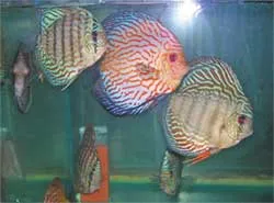 Xúc tiến thương mại, xây dựng thương hiệu