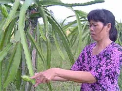 Tiền Giang: Hàng trăm ha thanh long bị bệnh lạ