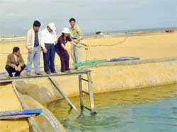 Dừng nuôi tôm trên cát