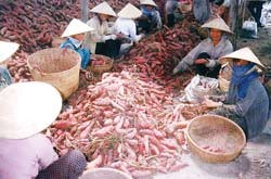 China Market Keen on Vietnamese Vegetables ảnh 1