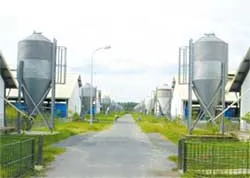 XN chăn nuôi heo Đồng Hiệp được công nhận an toàn bệnh LMLM và dịch tả