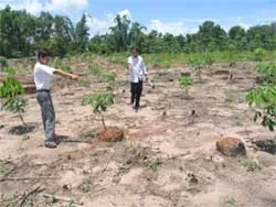 Đất công đồng mả thành vườn cao su