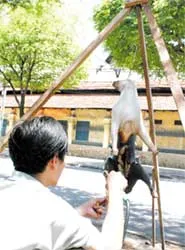 Khẩu vị Tây với thịt dê ta