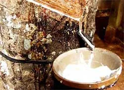 Mủ cao su liên tục rớt giá