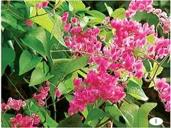 Hoa ti-gôn là hoa gì?