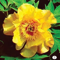 Hoa ti-gôn là hoa gì? ảnh 2