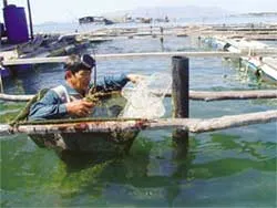 Nuôi tôm hùm ảnh 2