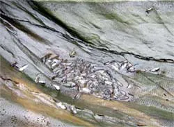 Thông tin thêm về hiện tượng “nòng nọc không thể thành ếch” ở Quảng Ninh: Mới chỉ có thêm 14 con ếch