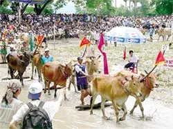 Đôi bò của ông Trần Văn Tàng vô địch