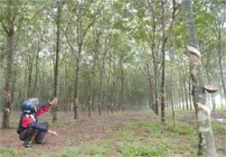 Kỳ 1: Đất công “biếu không”... cán bộ!